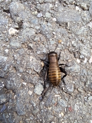 Gryllus campestris