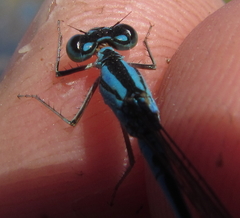 Pseudagrion assegaii