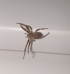 Larinioides sclopetarius