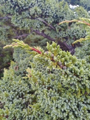 Juniperus squamata