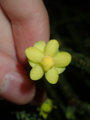 Geleznowia verrucosa, photograph (c) Thomas Mesaglio, some rights reserved (CC BY)