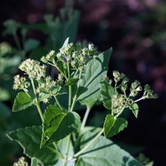 Ageratina herbacea