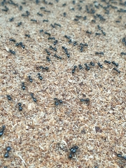 Lasius fuliginosus