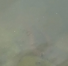 Nerodia sipedon
