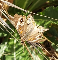 Junonia grisea