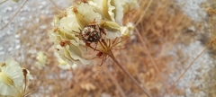 Carpocoris