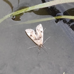 Cataclysta lemnata
