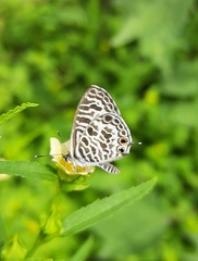 Leptotes plinius
