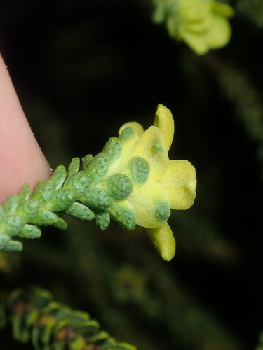 Image of Geleznowia verrucosa by (c) Thomas Mesaglio, some rights reserved (CC BY)