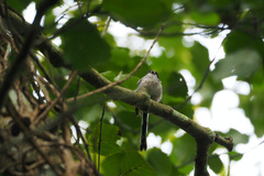 Aegithalos caudatus