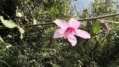 Urena procumbens