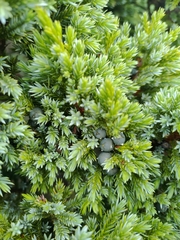 Juniperus squamata