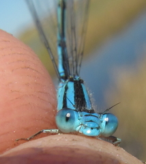 Pseudagrion assegaii