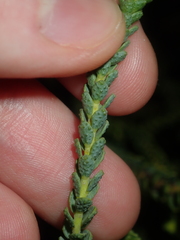 Geleznowia verrucosa, photograph (c) Thomas Mesaglio, some rights reserved (CC BY)