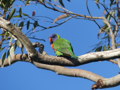 Trichoglossus moluccanus