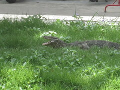 Varanus salvator macromaculatus