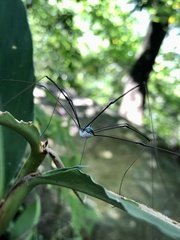 Leiobunum viridorsum