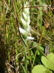 Spiranthes