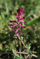 Fumaria officinalis