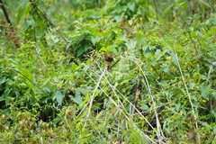 Troglodytes troglodytes