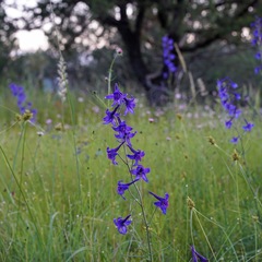 Delphinium scopulorum