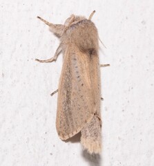 Phragmataecia castaneae