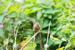 Troglodytes troglodytes