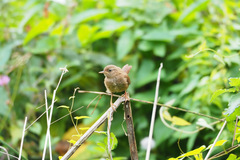 Troglodytes troglodytes