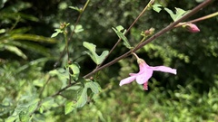 Urena procumbens