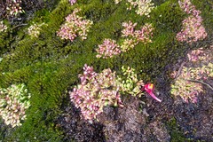 Utricularia menziesii