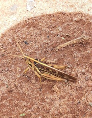 Cyrtacanthacris tatarica