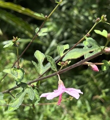 Urena procumbens