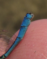 Pseudagrion assegaii