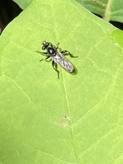 Laphria canis