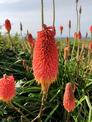Kniphofia caulescens