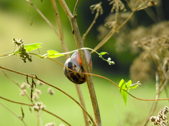 Helix lucorum