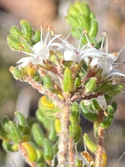Agathosma blaerioides