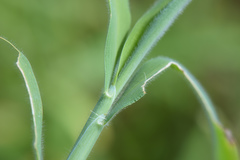 Digitaria sericea