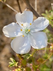 Drosera planchonii