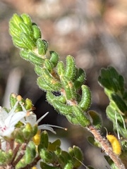 Agathosma blaerioides