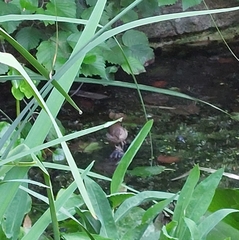 Troglodytes troglodytes