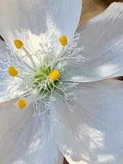 Drosera planchonii