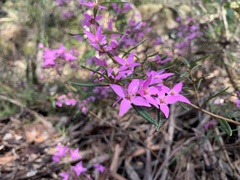 Boronia ledifolia