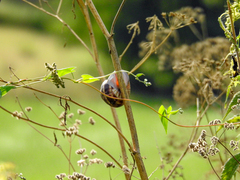 Helix lucorum