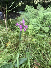 Betonica officinalis