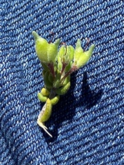 Agathosma blaerioides