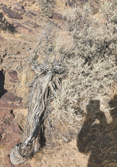 Artemisia tridentata