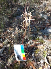 Caladenia capillata