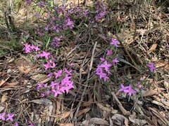 Boronia ledifolia