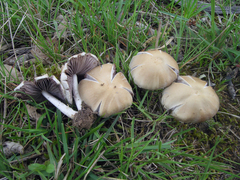 Candolleomyces candolleanus